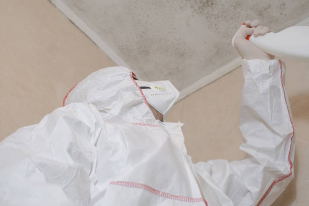 Best Health and Safety Mold Remediation in Fruitport, MI